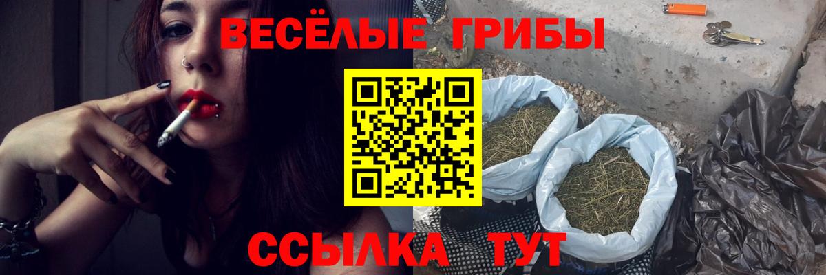 Галлюциногенные грибы Psilocybine cubensis Бийск